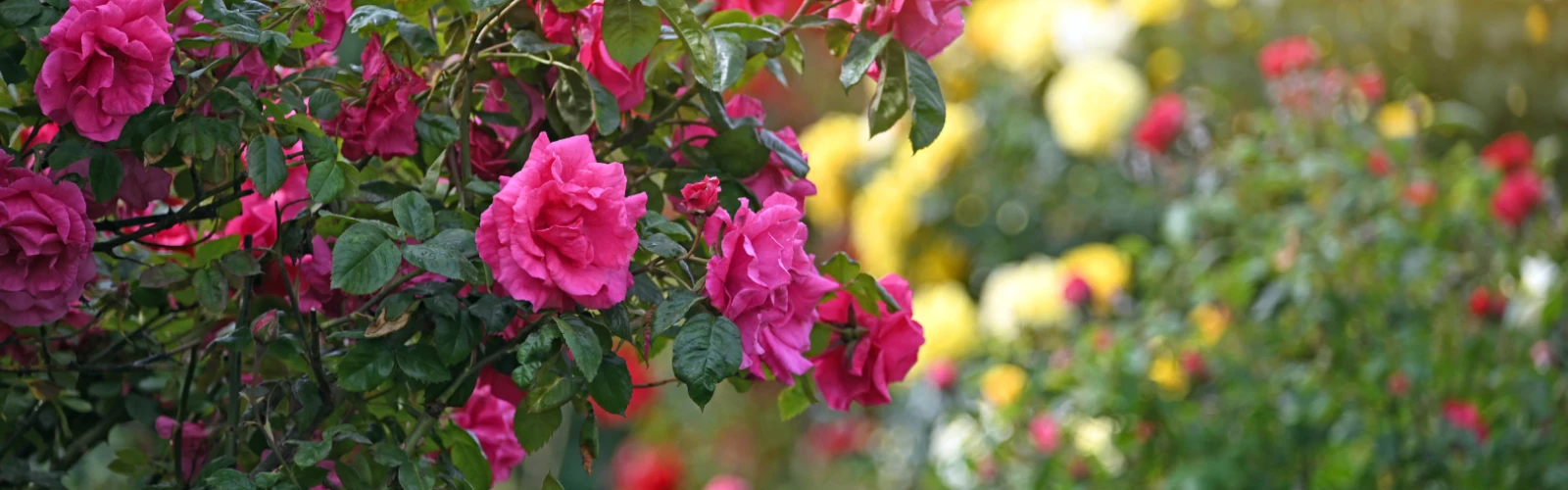 Spring Blooms at Volksgarten