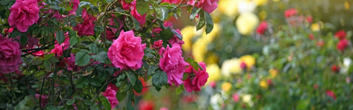 Spring Blooms at Volksgarten
