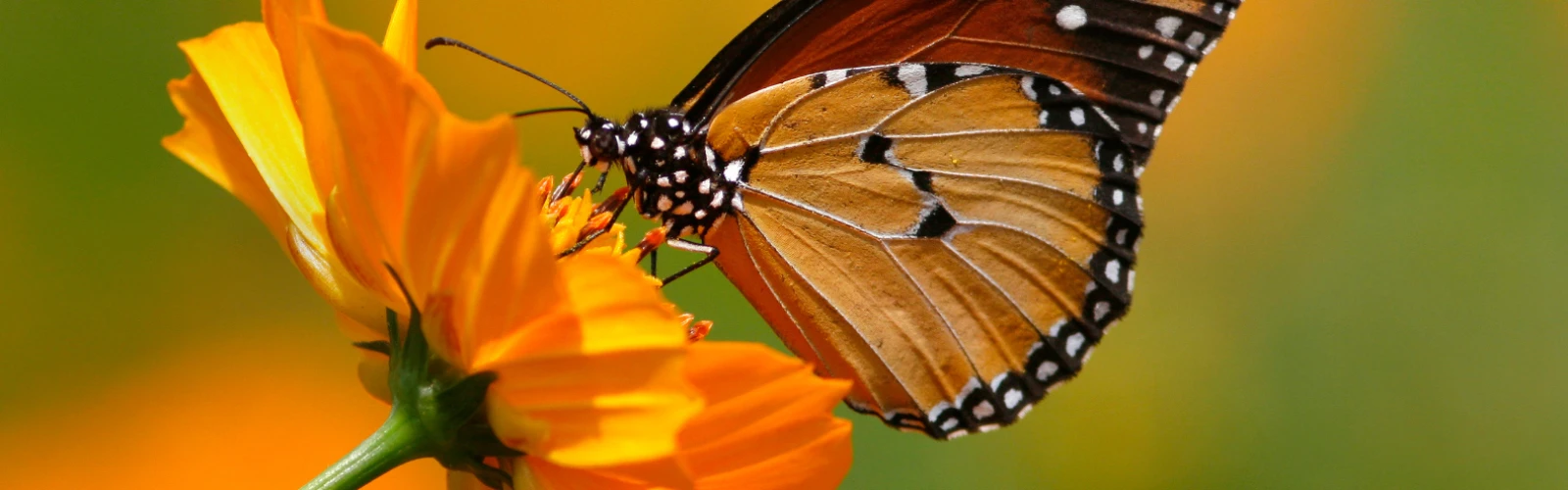 Step Into Nature’s Wonderland: Vienna’s Butterfly House