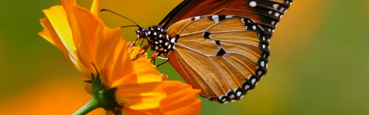 Step Into Nature’s Wonderland: Vienna’s Butterfly House