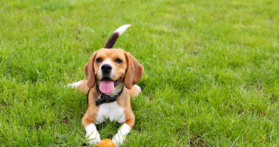Viena Pet-Friendly. Cafés y parques para tu perro.