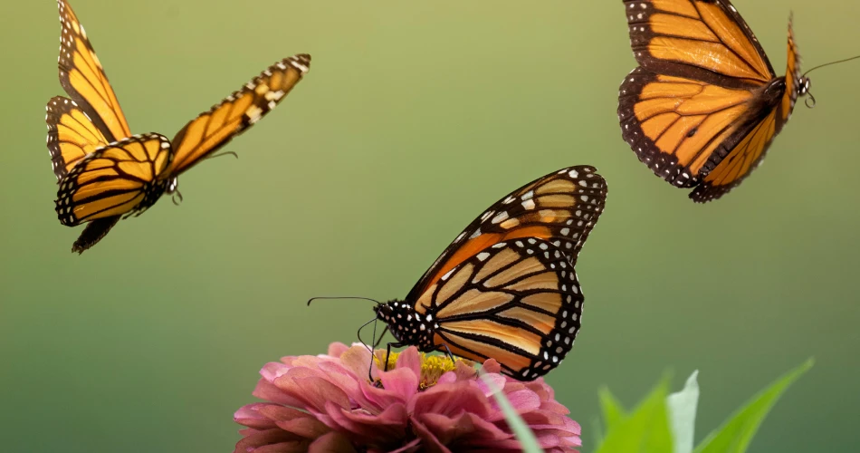Adéntrate en el país de las maravillas de la naturaleza. La Casa de las Mariposas de Viena.